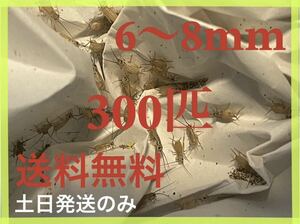 ヨーロッパイエコオロギサイズ　6ｍm〜8mm 300匹+死着保証20%です　※土日のみ発送※