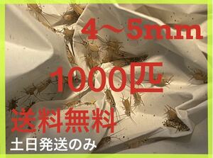 ヨーロッパイエコオロギサイズ　4ｍm〜　5mm 1000匹+死着保証20%です ※土日のみ発送※