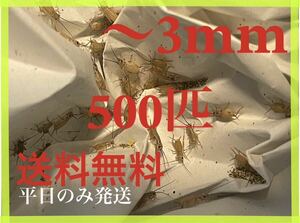 ーロッパイエコオロギサイズ　〜3mm 500匹+死着保証10% 平日のみ発送