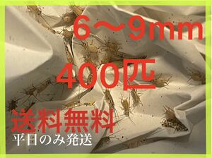 ヨーロッパイエコオロギサイズ　6〜9mm 400匹+死着保証10% 平日のみ発送