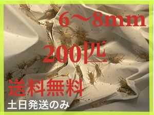 ヨーロッパイエコオロギサイズ　6ｍm〜8mm 200匹+死着保証20%です　※土日のみ発送※2