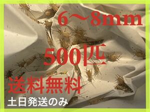 ヨーロッパイエコオロギサイズ　6〜8mm 500匹+死着保証20%です※土日のみ発送※2