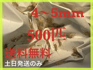 ヨーロッパイエコオロギサイズ　4〜5mm 500匹+死着保証20%です※土日のみ発送※3