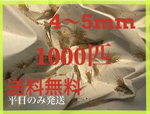 ヨーロッパイエコオロギサイズ　4〜5mm 1000匹+死着保証10% 平日のみ発送