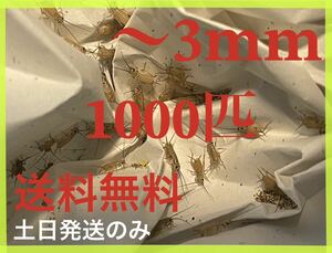 ヨーロッパイエコオロギサイズ　〜3mm 1000匹+死着保証20%です※土日のみ発送※