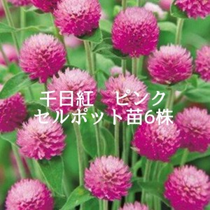 a.千日紅　ピンク　セルポット苗6株