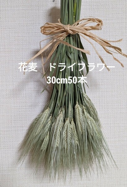 g.観賞用花麦　ドライフラワー　30cm50本