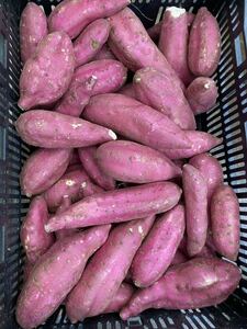 o bargain Chiba prefecture production sweet potato, silk sweet box included approximately 5kg with translation home use 