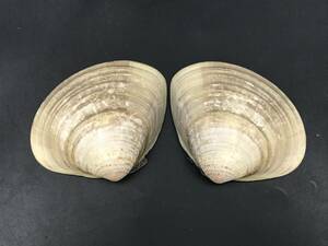 0531-07* is ... shell . join cooking decoration 8~9cm