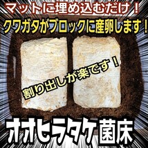 クワガタの産卵材の代わりに抜群です！　オオヒラタケ菌床ブロック　　マットに埋め込むだけ！　簡単にほぐせるので幼虫の割り出しが楽です_画像7