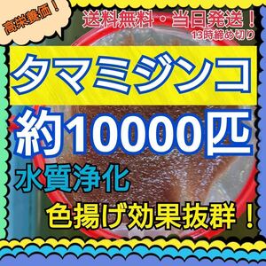 【送料無料】タマミジンコ ３ ｇ+α約１００００匹 メダカ 金魚 熱帯魚などの活き餌に！【当日13時までのご入金確認で当日発送有り】