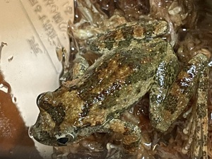 カジカガエル　10匹セット　夜になるとすごく綺麗な涼しげな鳴き声です。　天然採取したばかり