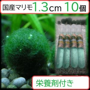 【国産まりも1.3cm×10+栄養剤】混泳可能 ヤマトヌマエビ クロメダカ 熱帯魚 ミナミヌマエビ