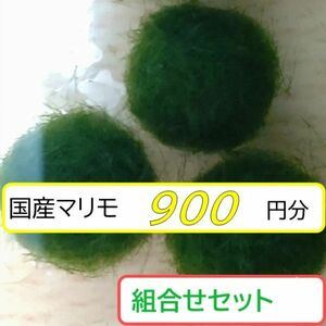 【国産まりも900円分】混植可能 サンゴ メダカの天然ソイル キューバパールグラス