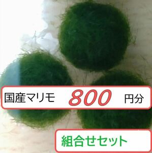 【国産まりも800円分】育成について pH酸性不可 PH塩基性不可 ph中性可