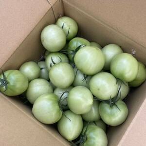  синий помидор 3kg. пестициды культивирование сельское хозяйство дом прямая поставка 