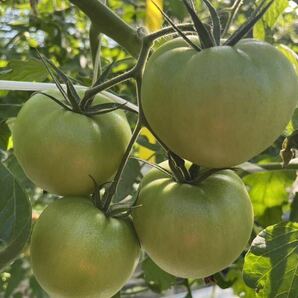 静岡県産 中玉 フルーツトマト 1.2kg 農家直送 産地直送 減農薬栽培の画像2