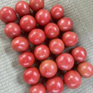 静岡県産 A品 トマト 2.5kg 減農薬栽培 農家直送の画像2