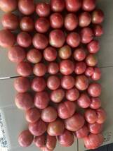 規格外　訳あり　トマト　8kg 数量限定　減農薬栽培　農家直送　静岡県産_画像3