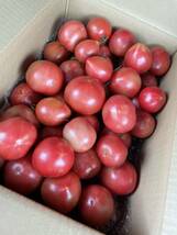 規格外　訳あり　トマト　8kg 数量限定　減農薬栽培　農家直送　静岡県産_画像2