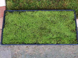 # cheap postage natural snagoke( sand moss ) mat garden * bonsai . exactly large amount possible 