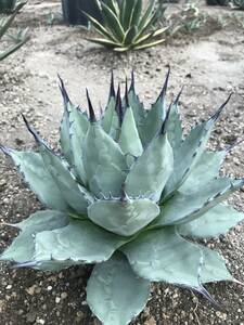 1 jpy start!! agave a pra na-ta!!