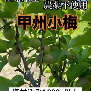 山梨県産　甲州小梅　無農薬栽培　農家直送　資材込み1,200g以上