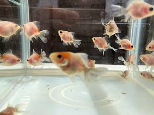 【超レア】天青(大野養魚場産系)幼魚モレ　10匹　【5/18発送指定】