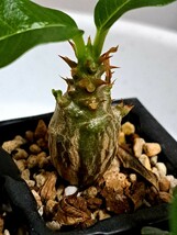 ④パキポディウム ウィンゾリー Pachypodium windsorii 実生【検】ウィンゾリー マカイエンセ カタフ パキプス アンボンゲンセ 光堂_画像3