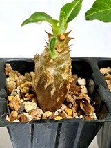 ⑤パキポディウム ウィンゾリー Pachypodium windsorii 実生【検】ウィンゾリー マカイエンセ カタフ パキプス アンボンゲンセ 光堂_画像2