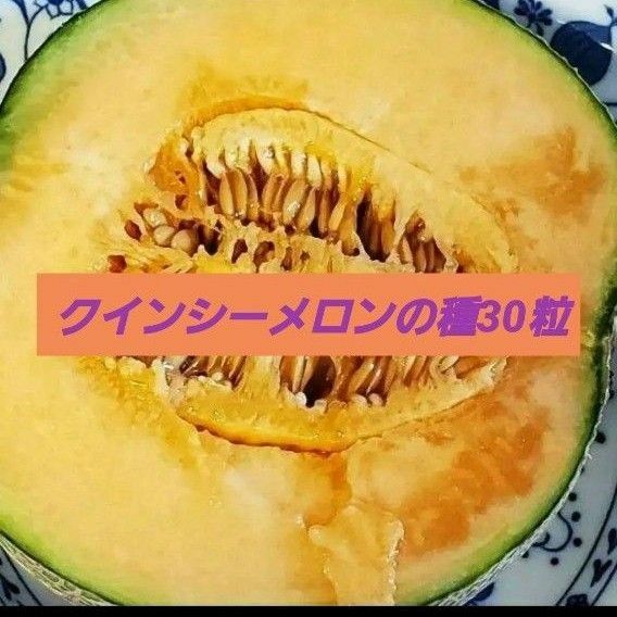 【熊本産】クィンシーメロンの種 赤肉 30粒