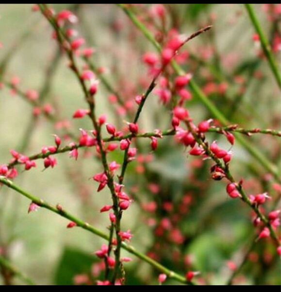 you様　水引草　赤5苗　山野草 茶花　多年草