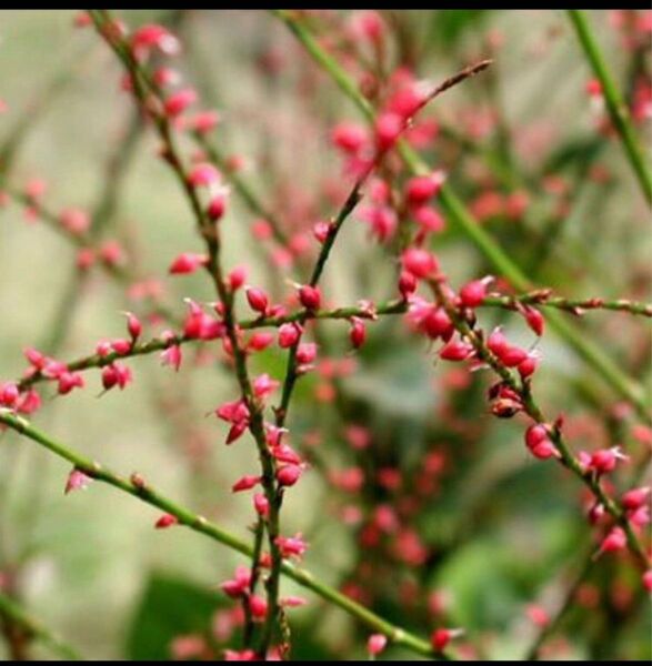 水引草　赤10苗　山野草 茶花　多年草