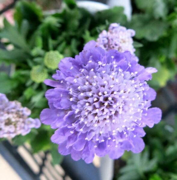スカビオサ ブルーバルーン 苗 1株　ブルーの花が魅力の宿根草 耐寒性多年草 