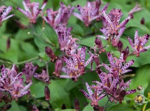 Tricyrtis hirta 4株　ホトトギス 苗　茶花　山野草　宿根草　即購入禁止