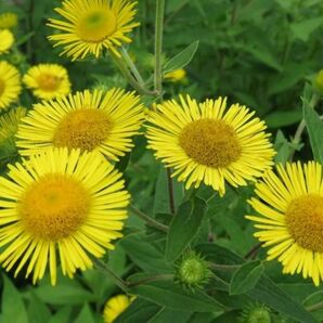 オグルマ　花苗5株　山野草　 無農薬　即購入禁止