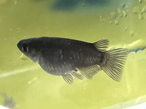 行田ブラックダルマ　稚魚7匹プラスα めだか メダカ