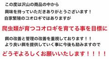 冷凍クロコ ML約200匹100g冷凍コオロギ_画像3