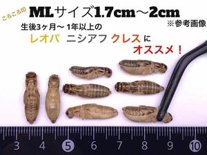 冷凍イエコML約600匹200g冷凍コオロギ