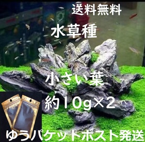 （匿名、追跡付き発送）水草の種。小さい葉（約10g）×2個　　　　　　　