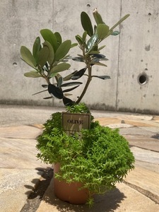  olive Rucka bonsai manner 