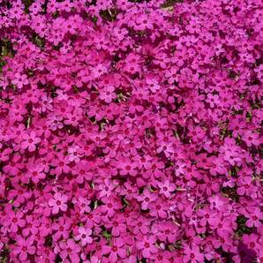 芝桜 挿し穂用カット苗 30本 6～8cm 濃いピンク◆シバザクラ 耐寒性◎ 宿根草 常緑 グランドカバー 園芸 ガーデニング 挿し木の画像3