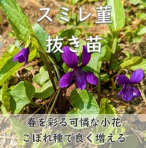 送料無料◆山野草◆スミレの根付き苗 5株 抜き苗 紫か薄紫色の花 （白い花の可能性もあります）耐寒性◎ 園芸 ガーデニング_画像1