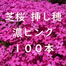 芝桜 挿し穂用カット苗 100本 6～8cm 濃いピンク◆シバザクラ 耐寒性◎ 多年草宿根草 常緑 グランドカバー 園芸 ガーデニング 挿し木_画像1