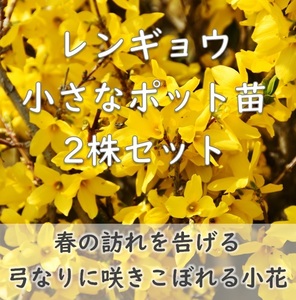 春を告げる黄色い花◆レンギョウのポット苗2個セット 小サイズ 挿し木苗 抜き苗で発送 発根済み 連翹 ガーデニング 園芸