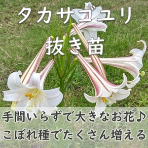  free shipping *takasago lily. pulling out seedling 2 stock height sand 100 . enduring cold .* root attaching . root . gardening gardening 