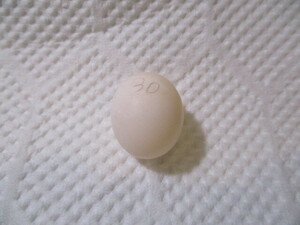 sa The Nami parakeet. egg 2.( meal for )