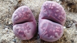 145　多肉植物　メセン　リトープス　紫琥珀玉　２頭立　レア苗です！