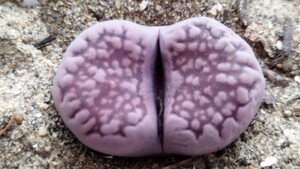 148 多肉植物 　メセン　リトープス　紫琥珀玉　レア苗です！