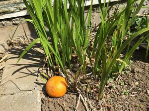 匂い菖蒲 縁起担ぎなら菖蒲で勝負。端午の節句 こどもの日 ５月５日 菖蒲湯 アロマお祝いに 花言葉〜嬉しい知らせ~